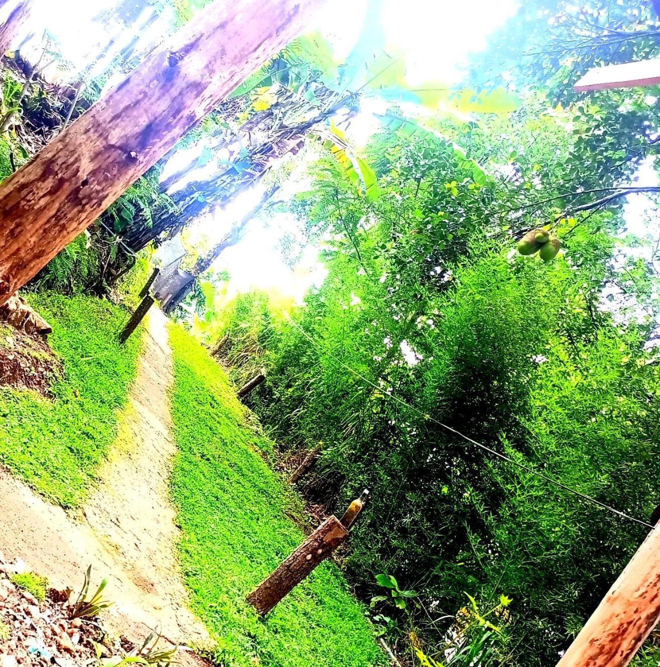 Ella Foret Accommodation Luaran gambar